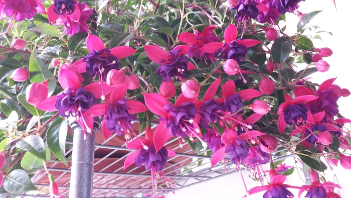 /UploadFiles/image/2016-09-06/57ce2829e8ebd.jpeg 20150224172923_uAttT.thumb.700_0.jpeg