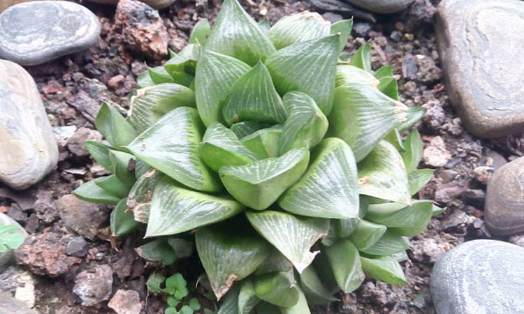 /UploadFiles/image/2016-10-13/57fee17a37027.jpg 52_160615162643_3.jpg