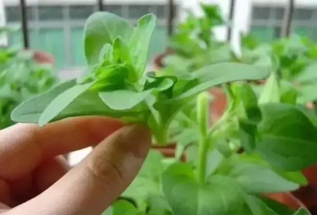 /UploadFiles/image/2017-09-25/59c8cf36362b9.jpg pFaPnj1II5bbZHqP4S3nhhlJoil2HtS10Tt63YODH82a61506157740058.jpg