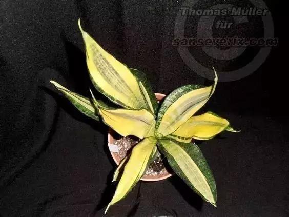 /UploadFiles/image/2018-05-31/5b0fb559747a5.jpg 微信图片_20180531163541.jpg