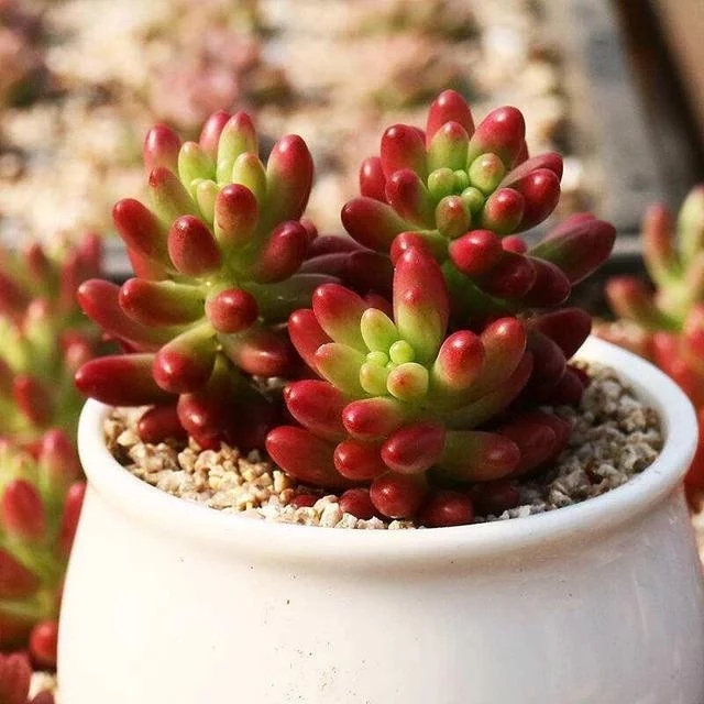 /UploadFiles/image/2018-07-23/5b558db88a9fe.jpg /UploadFiles/image/2018-07-23/5b558db88a9fe.jpg