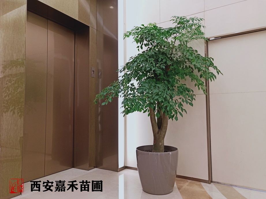 /UploadFiles/image/2020-06-09/5edf4e8eca9d0.jpg