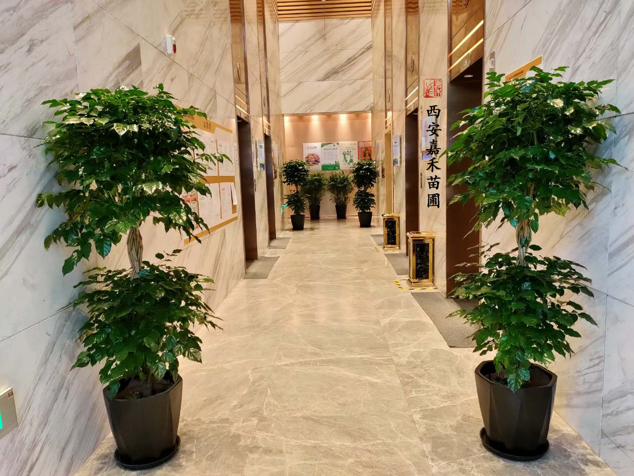 西安绿宝盆栽租赁——嘉禾苗圃