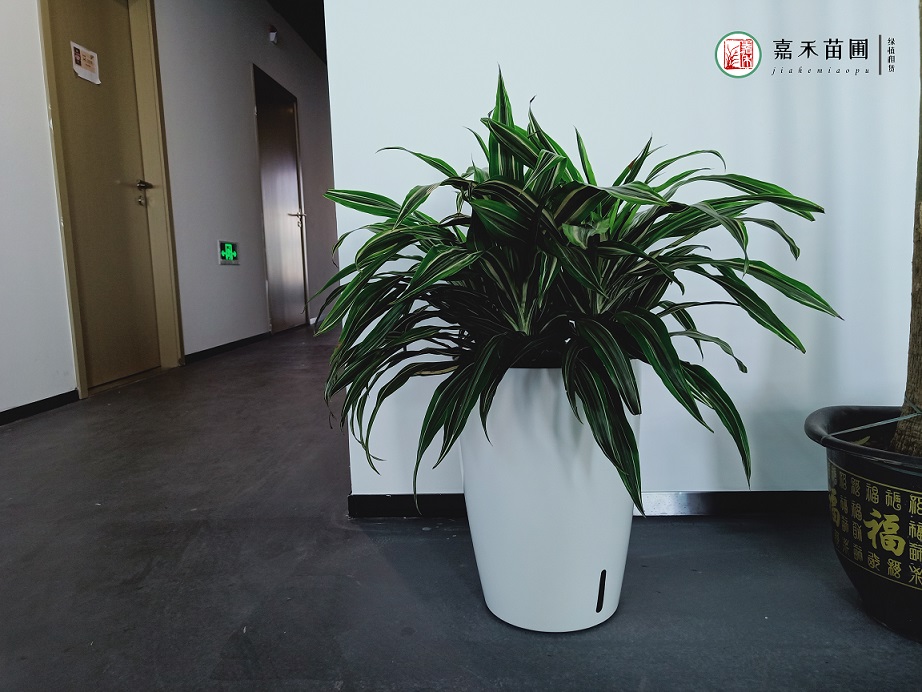 西安大型办公楼花卉绿植租赁|嘉禾苗圃