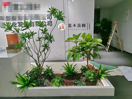 西安绿植租摆租赁|嘉禾苗圃