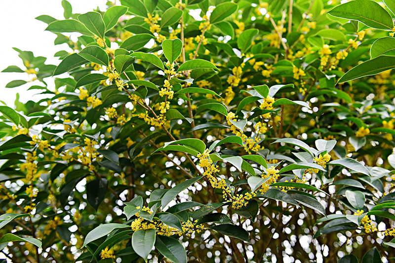 西安桂花树租摆租赁|嘉禾苗圃