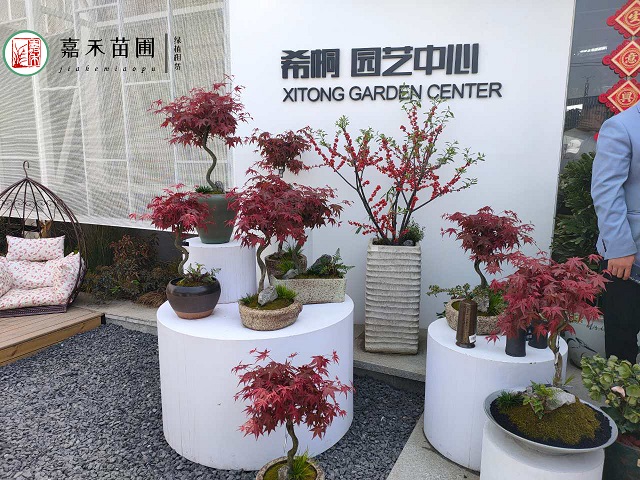 西安花卉租赁耐寒植物：西安嘉禾苗圃