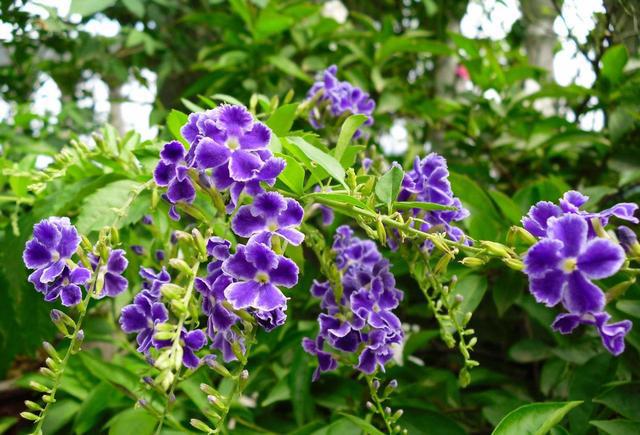 西安花卉租摆植物蕾丝金露|西安嘉禾苗圃