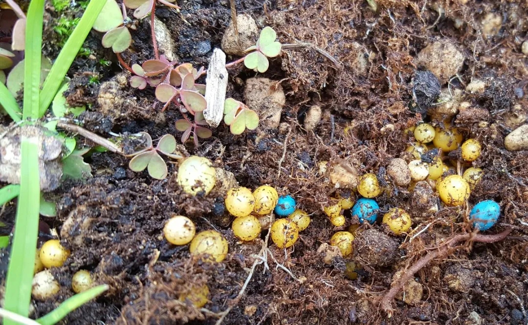 西安花卉租摆缓释肥|西安嘉禾苗圃