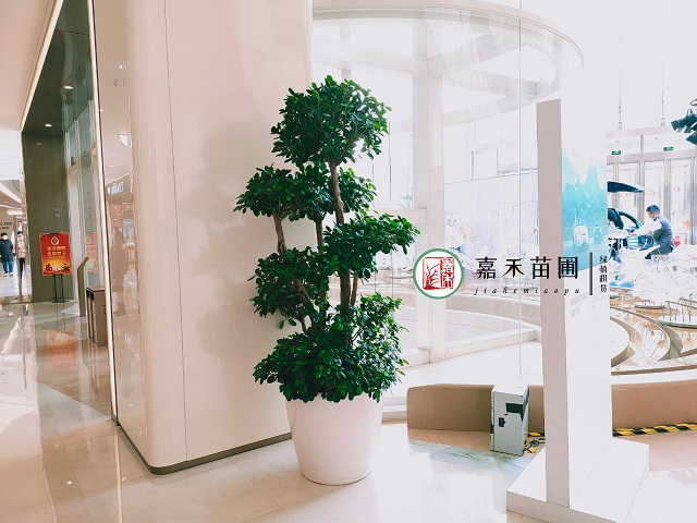 西安绿植租赁金钱榕养护|嘉禾苗圃