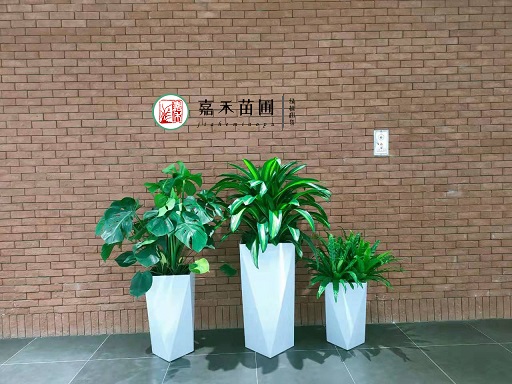 西安医院花卉绿植租赁|西安嘉禾苗圃