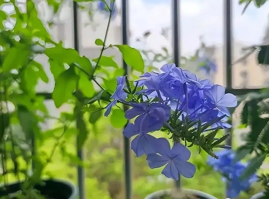 西安植物花卉租赁|西安嘉禾苗圃