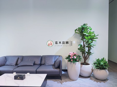 西安绿植租摆价格明细|西安嘉禾苗圃