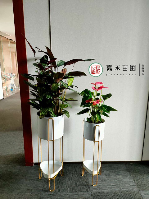 西安花卉租赁|孔雀竹芋的养护方法