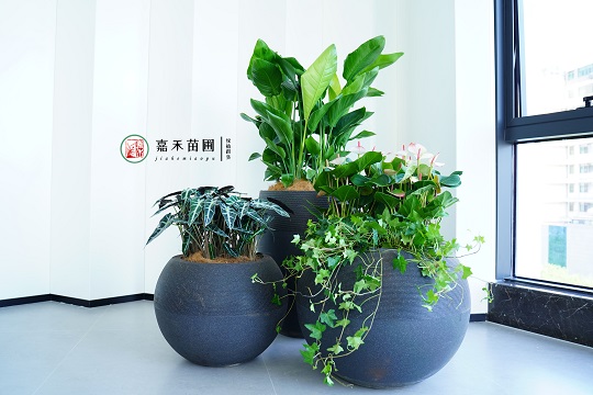 西安绿植租赁花堆组合|西安嘉禾苗圃