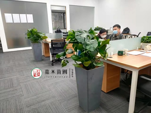 办公室绿植租赁摆放|西安嘉禾苗圃