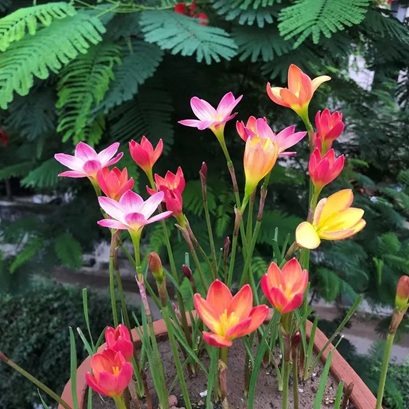 风雨兰种球发芽|西安嘉禾苗圃花卉租赁