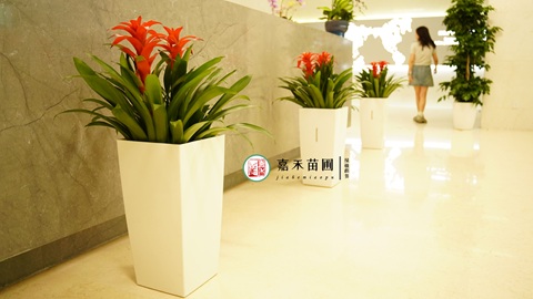 西安办公室租绿植|西安嘉禾苗圃