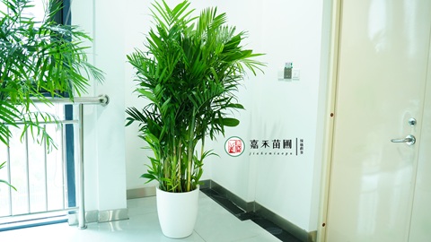 西安绿植租赁哪家好|西安嘉禾苗圃