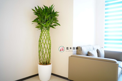 西安绿植租赁商家推荐嘉禾苗圃|15202909185