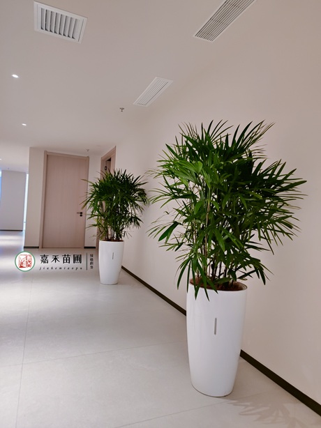 西安办公室绿植租摆推荐嘉禾苗圃|15202909185