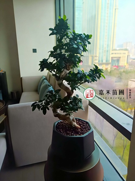 西安办公室绿植租赁-西安嘉禾苗圃