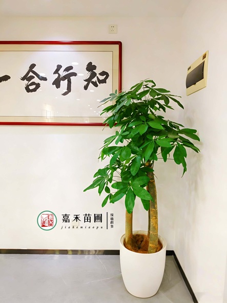 西安曲江区绿植租赁-西安嘉禾苗圃