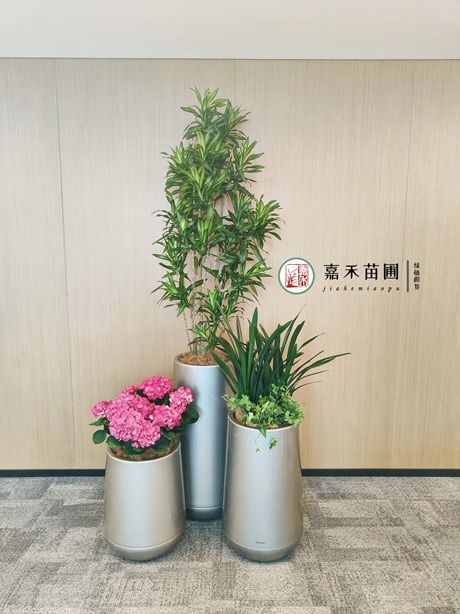 西安绿植租摆商家-西安嘉禾苗圃