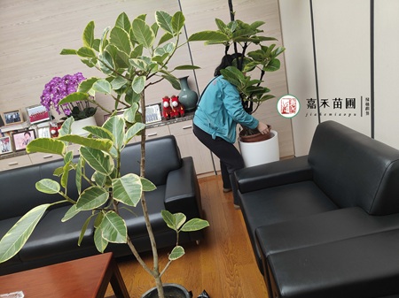 西安绿植租赁更换,找西安嘉禾苗圃 西安绿植租赁更换,找西安嘉禾苗圃