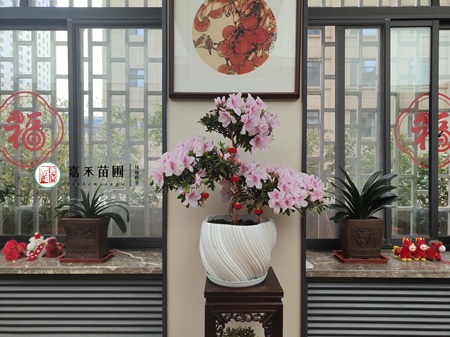西安绿植租赁实力商家-西安嘉禾苗圃 西安绿植租赁实力商家-西安嘉禾苗圃