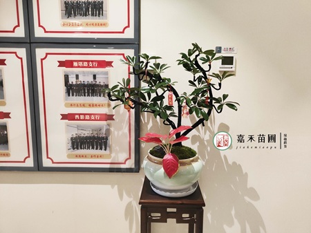 西安绿植租赁公司推荐-西安嘉禾苗圃 西安绿植租赁公司推荐-西安嘉禾苗圃
