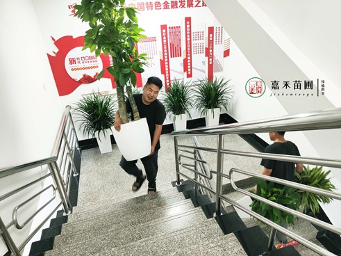西安绿植租赁上摆|西安嘉禾苗圃 西安绿植租赁上摆|西安嘉禾苗圃