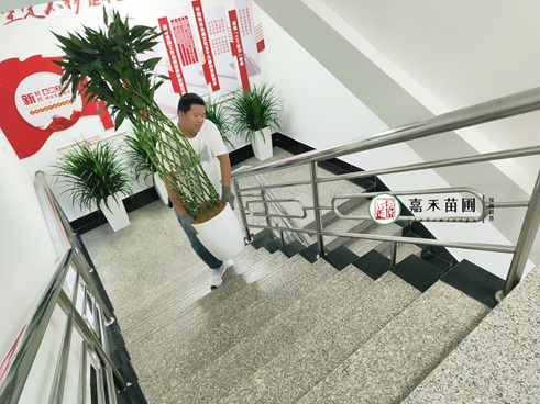 西安办公区绿植租摆|西安嘉禾苗圃 西安办公区绿植租摆|西安嘉禾苗圃