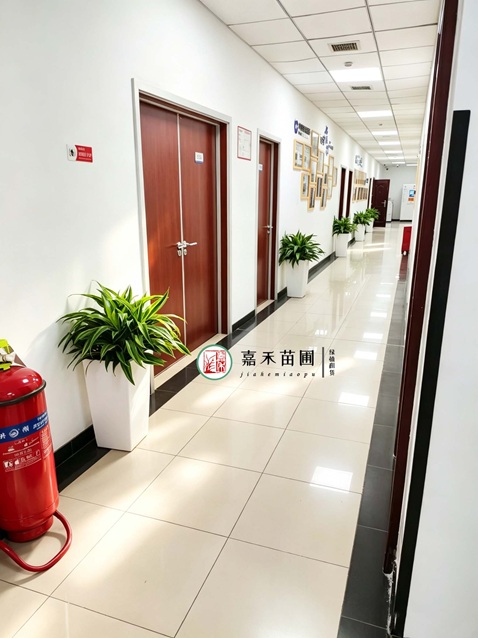 西安公司绿植租赁电话|西安嘉禾苗圃15202909185 西安公司绿植租赁电话|西安嘉禾苗圃15202909185