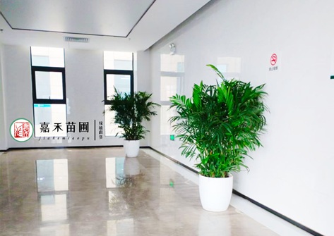 西安公司绿植租赁推荐西安嘉禾苗圃 西安公司绿植租赁推荐西安嘉禾苗圃