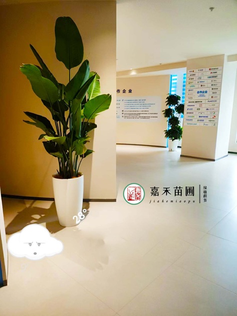 西安会议室绿植租赁|西安嘉禾苗圃 西安会议室绿植租赁|西安嘉禾苗圃