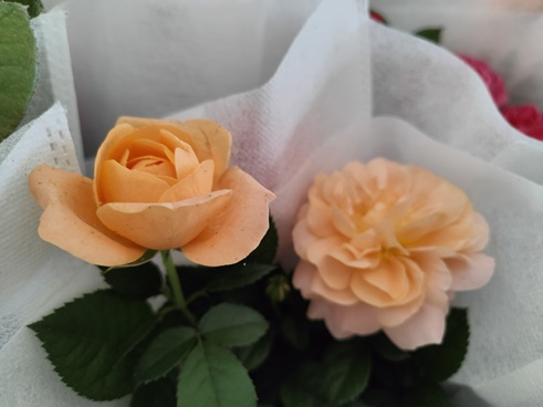 IMG20230609152025.jpg