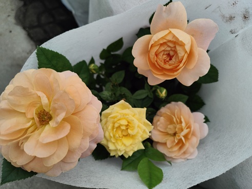 IMG20230609152002.jpg
