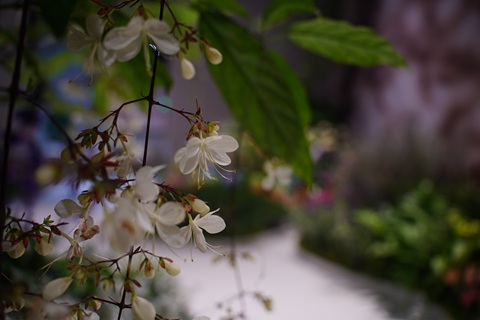 DSC03419.jpg