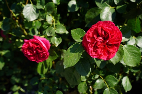 DSC05891.jpg