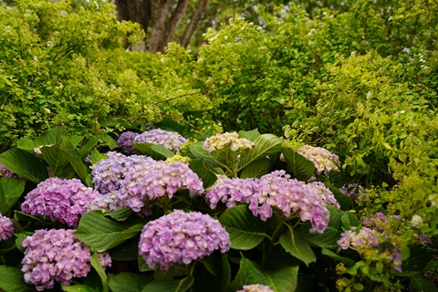 DSC05225.jpg