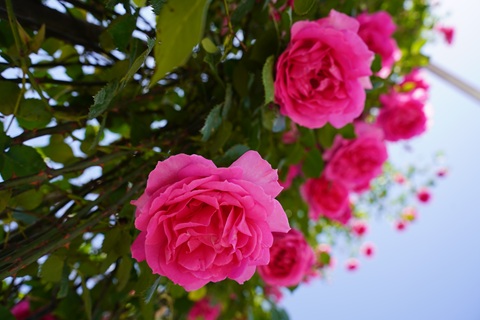 DSC05913.jpg