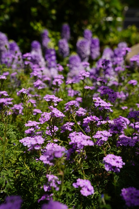/UploadFiles/image/2026-08-06/6a7459b65a757.jpg DSC06056.jpg