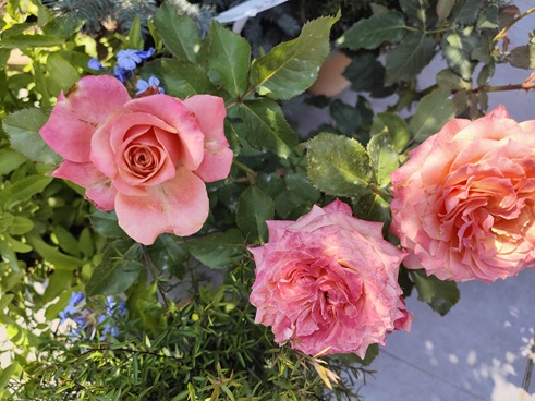 IMG20230609161400.jpg