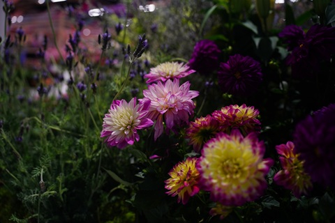 DSC03424.jpg