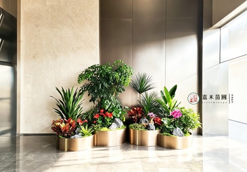 西安大厅植物造景|西安嘉禾苗圃