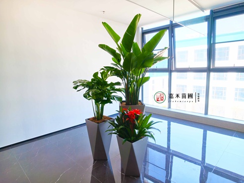 西安电梯口绿植租摆|西安嘉禾苗圃