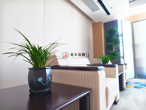 西安办公室绿植租摆|西安嘉禾苗圃